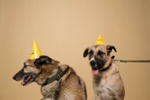 Pet Insurance for Dogs: Coverage, Costs and Policy Features