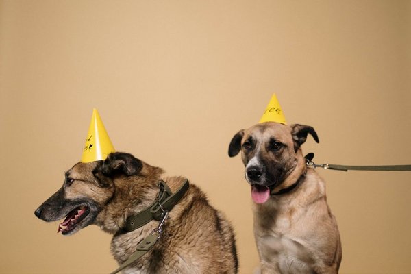 pet insurance for dogs