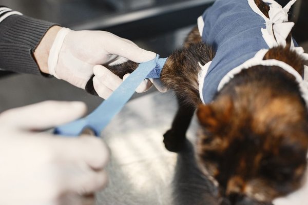 pet insurance surgery coverage