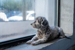 Pet Insurance Waiting Periods: What to Expect Before Coverage